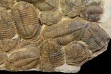 Plate Of Large Asaphid Trilobites - Spectacular Display #86537-1